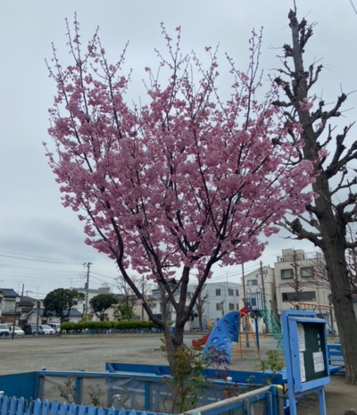 桜.PNG