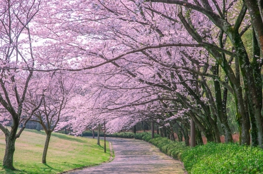 入学式　桜満開.jpg