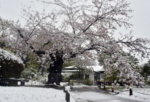 【新宿】季節はずれの雪...