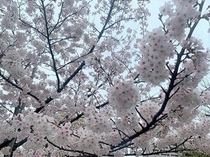 s-桜.jpg
