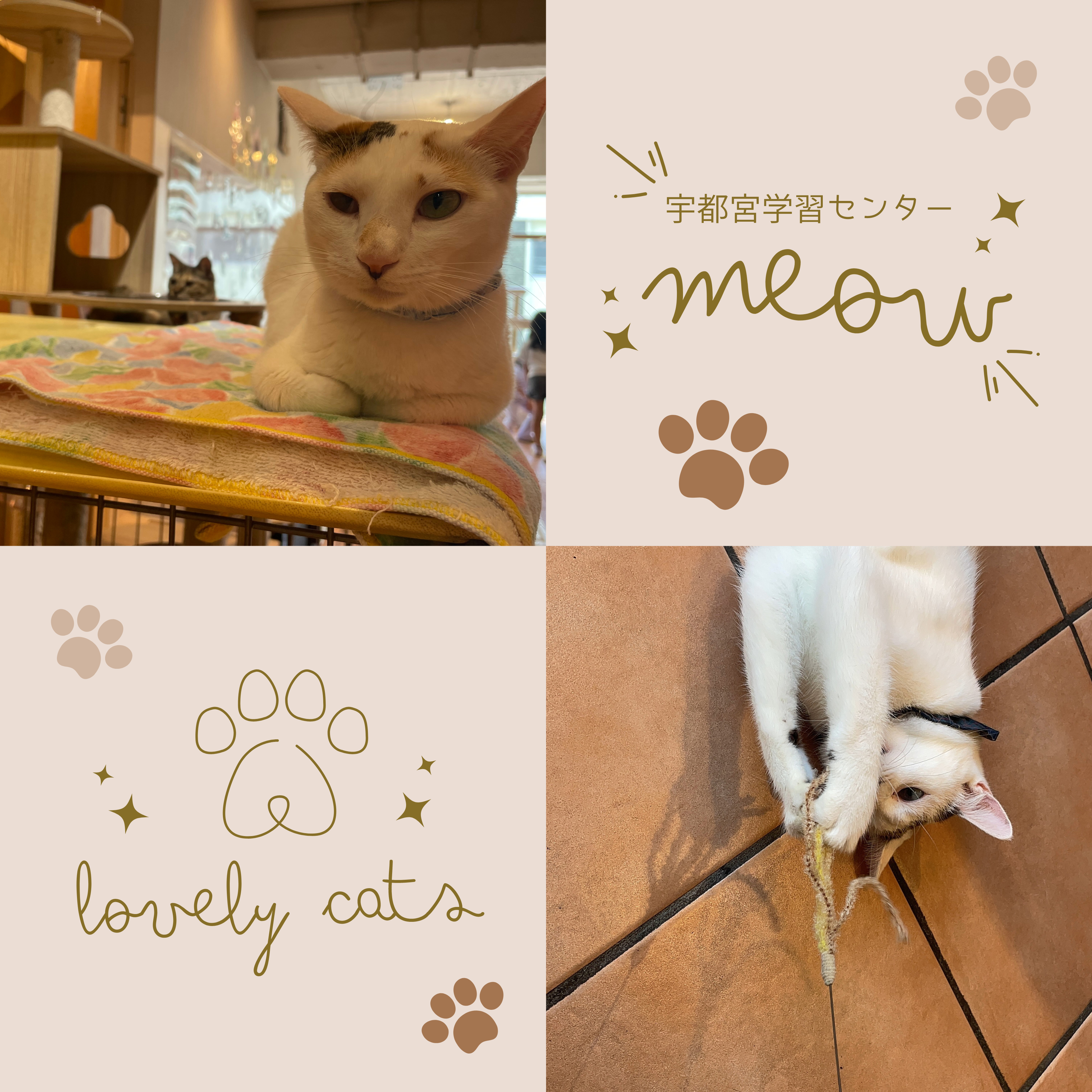 ねこカフェ訪問③.png